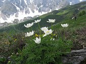 In Val di Scalve verso la Val Camonica sul Monte Elto (2148 m.) il 5 giugno 2009  - FOTOGALLERY